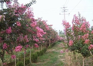 萬畝自產(chǎn)叢生紫薇現(xiàn)大量出售、綠化苗