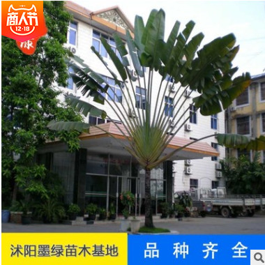 【芭蕉】供應(yīng)芭蕉 廠家常年供應(yīng) 優(yōu)質(zhì)芭蕉樹 多品種芭蕉 批發(fā)直銷