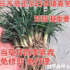 正宗日本矮麥冬草常綠庭院別墅綠化地被植物玉龍草矮生麥冬草