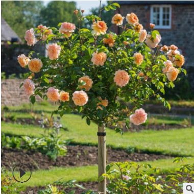 樹樁月季庭院高桿樹形樹狀嫁接大花雙色藤本月季濃香庭院棒棒糖