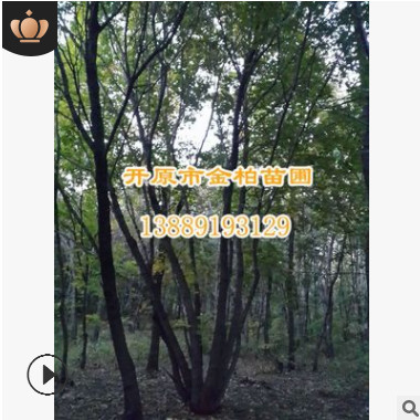 專業(yè)供應(yīng)五角楓10--20 叢生五角楓 東北綠化大樹價格 景觀行道樹