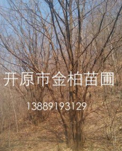 產(chǎn)地直供 叢生山槐 遼寧山槐價格 風(fēng)景行道造園植物 東北大喬木