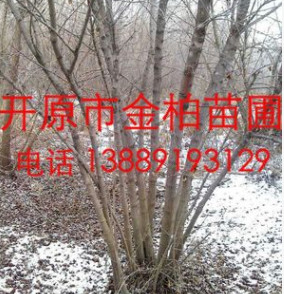 供應(yīng)東北精品 叢生茶條槭 叢生三角楓 綠化苗木 東北茶條槭價格