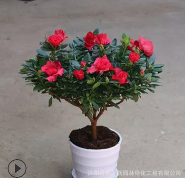 杜鵑花盆栽花卉植物 帶花苞發(fā) 貨死不了的花 陽臺室內(nèi) 一直開花