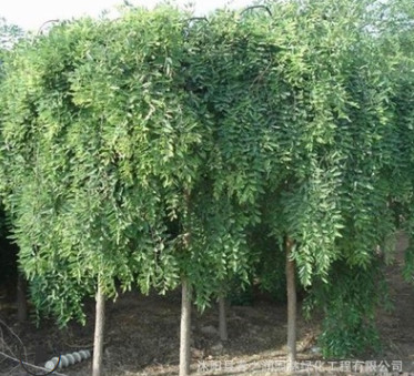 基地大量直銷優(yōu)質(zhì)垂槐樹苗 綠化工程用苗 龍瓜槐小苗 規(guī)格齊全