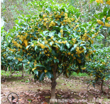 嫁接桂花樹苗 四季濃香型 八月桂盆栽花卉 陽臺室內(nèi)庭院必備