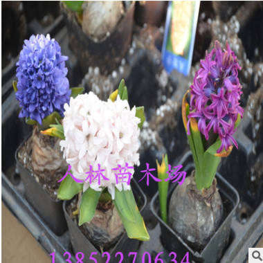 批發荷蘭風信子種球 盆栽風信子多色可選大球 土種水培花卉,