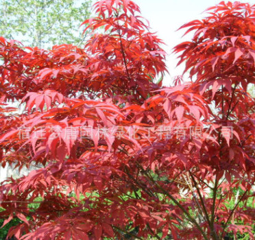 批發美國紅楓樹苗 秋火焰紅楓苗中國紅楓 盆栽地栽綠化苗批發
