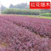 批發(fā)庭院綠化工程苗 紅花繼木小苗 球類 彩色綠化苗木盆栽批發(fā)