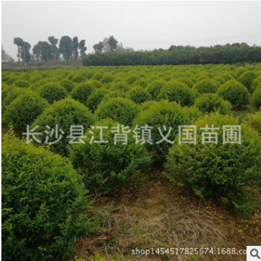 基地苗木供應金冠汝貞 金葉女貞園林綠化植物 高存活率綠化樹