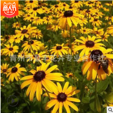 常年批發(fā)宿根花卉 黑心菊 黑心 品種齊全工程 宿根開花