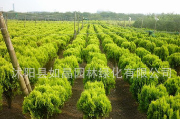 園林綠化苗木彩色樹種灑金柏樹苗灑金柏苗四季常青樹庭院植物花卉