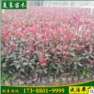 直銷紅葉石楠苗綠化苗色塊綠化小苗優良紅葉石楠球