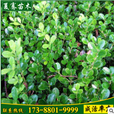 直銷大葉黃楊冬青綠籬黃楊苗大葉黃楊規格齊全