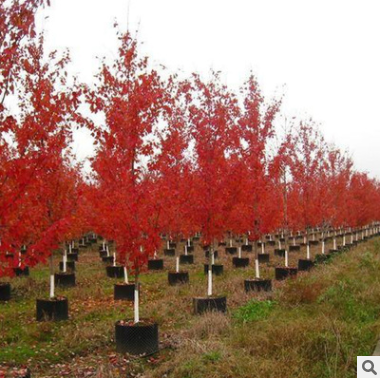 供應園林綠化樹 改良紅楓 十月光輝紅楓觀賞樹 價格從優