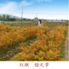 紅楓觀賞樹 價格從優 可批發 供應園林 綠化樹