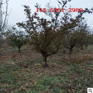 山茱萸批發(fā)基地 10公分山茱萸價(jià)格 11公分 12公分山茱萸