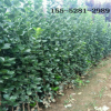 北海道黃楊基地現貨供應 1米叢生北海道黃楊