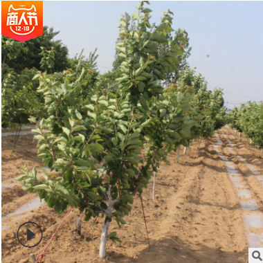 基地直售育種杜仲地栽苗 綠化杜仲樹樹苗 經濟藥材杜仲樹苗