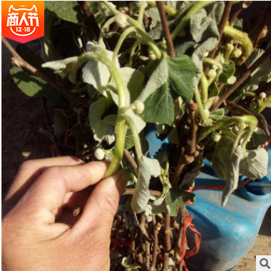 苗圃基地批發獼猴桃樹苗 獼猴桃苗掛果多成活率高 歡迎選購