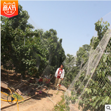 園藝場基地批發早大果櫻桃果樹棚栽種植 櫻桃樹矮化早熟產品