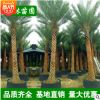 中東海棗樹大量批發(fā) 精選綠化苗木 精品加拿利海棗棕櫚樹 蒲葵