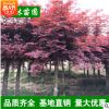 紅楓大樹 園林綠化苗木 供應(yīng)大小苗 庭院景觀紅楓樹