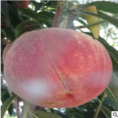 優(yōu)質(zhì)金秋紅桃樹(shù)苗哪里有賣 大量批發(fā)桃樹(shù)苗 嫁接桃樹(shù)苗批發(fā)