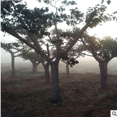 急售3公分棉球山楂苗 棉球山楂苗種植時(shí)間