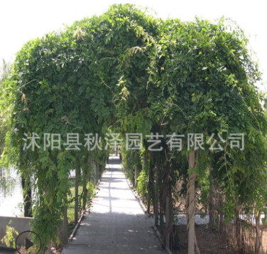 批發(fā)林木種子 紫藤花種子 藤蘿種子 爬藤花卉 當年新采 品種齊全