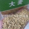 批發優質大麥草種子牧草種子野麥草種子高產牧草大麥草品種齊全