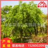 批發(fā)大葉榕優(yōu)質(zhì)苗木綠化行道園林景觀綠化工程 造型榕樹(shù)廠家直銷