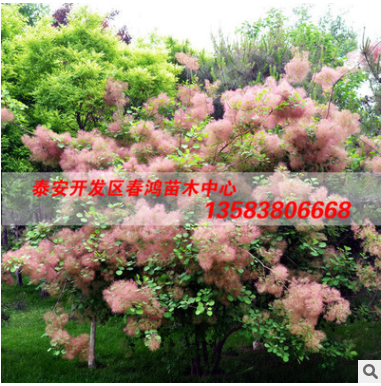 基地直銷 綠化苗木 黃櫨小苗 黃櫨 成活率好 量大優惠