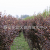 常年銷售 紫葉李綠化苗 6公分紫葉李小苗 嫁接速生