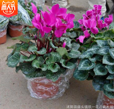仙客來盆栽室內盆栽綠植 批發仙客來花卉 觀花植物 凈化空氣