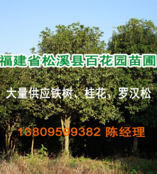 【基地直銷】桂花 四季桂 丹桂 八月桂