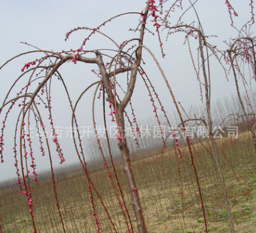 鴻林花卉苗木 批發(fā)各種品種苗木 優(yōu)質(zhì)垂梅 耐寒垂枝梅 品質(zhì)優(yōu)良