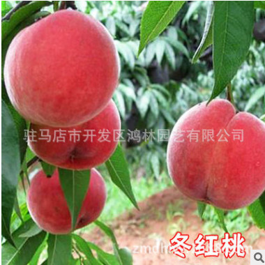 果苗種植基地批發(fā)果樹苗 冬紅桃苗 各種桃樹苗 高產(chǎn)桃苗