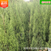 批發塔柏苗 園林綠化工程造型苗木庭院四季常綠喬木 苗圃基地直銷