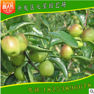 供應優質沾化冬棗1號棗樹苗 馬牙棗樹苗 規格品種全 歡迎來電咨詢