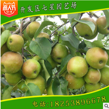 出售優質品種豐水梨樹苗 嫁接品種梨樹苗 黃金梨樹苗 直銷供應