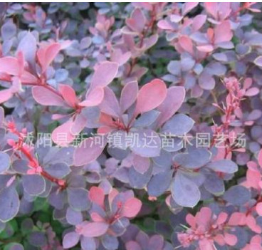 紅葉小檗苗 紫葉小檗床苗紅葉小波小苗 綠化工程苗木批發規格全