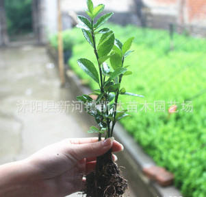 批發工程綠化小苗 冬青床苗 耐寒法國冬青 園林綠化用苗 規格全