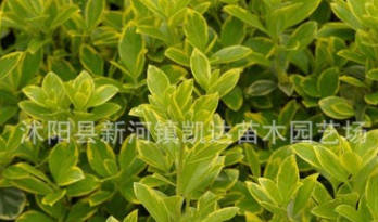 金邊黃楊苗 綠化苗木金邊黃楊床苗園林工程用苗規格全
