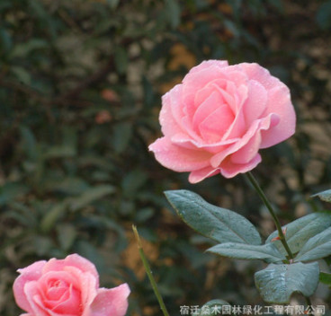 批發(fā)供應(yīng)玫瑰月季小苗 綠植盆栽花卉庭院陽臺(tái)易種薔薇月季