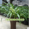 批發優質觀花植物盆栽 蘭花 墨蘭盆栽 花中君子 高檔觀花植物