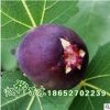 大量批發日本紫果 無花果苗 果特大 特豐產 抗寒性強 品種齊全