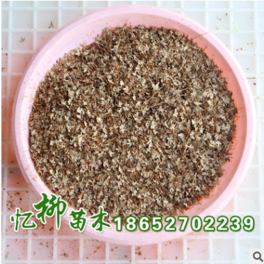 批發優質白樺種子 新采精品白樺種子發芽率高 品種齊全 量大從優