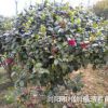 湖南苗木基地供應綠化工程苗茶梅 茶梅小苗 茶梅球 茶梅樹