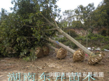 批量供應15公分全冠杜英，20公分全冠杜英，喬木杜英。